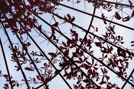 Natural contrasty geometric background. Metal arch of braided twisted branches with leaves. Concept of leaf fall, autumn, seasonの写真素材