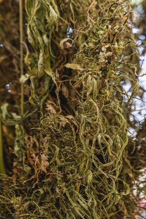 Branches of dry grass hemp with seed closeup. Industrial hemp productionの写真素材