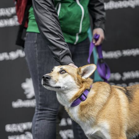 Dog from shelter with sad eyes of hope in kind hands of a girl volunteer waiting for their future owner. Concept of kindness and friendshipの写真素材