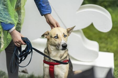 Cute clever dog from shelter with very expressive sad eyes of hope, in kind hands of a girl volunteer helping to find her owner, special charity exhibition.の写真素材