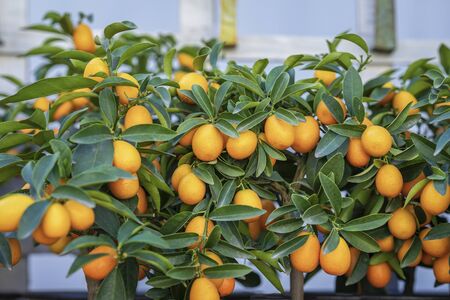Rich fruit harvest exotic kumquat fruits on mini trees in greenhouse. Natural background