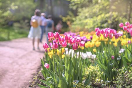 Park with tulips, unrecognizable walking people. Blurry abstract image, spring, summer dayの写真素材