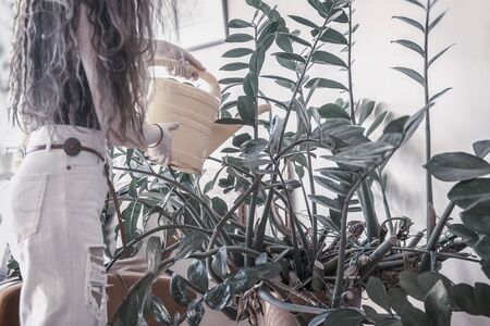 Unrecognizable girl watering from a watering can a large bush of lush home plant. Homework, lifestyle conceptの写真素材