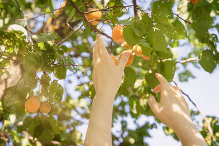 Picking fruit in the garden, female hand picks ripe apricot, summer sunny day, harvest season