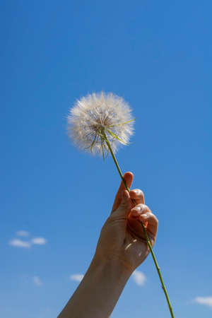 Hand holding white dandelion closeup against background of blue sky with white clouds, bottom to topの写真素材
