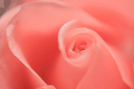 Tender pink rose closeup, natural romantic backgroundの写真素材
