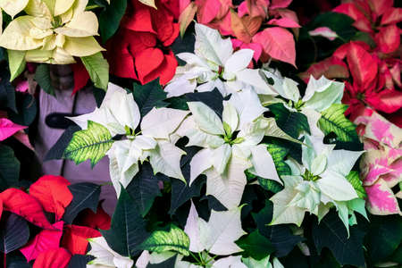 Poinsettia, Euphorbia Pulcherrima of different colors, christmas star close-up, festive background for design. Festive Christmas. Winter holidayの写真素材