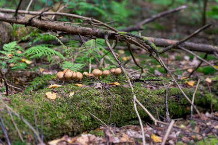 Group Lycoperdon Perlatum or Common Puffball on a fallen tree trunk covered with moss, summer forest