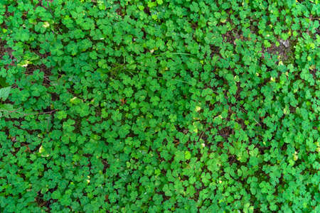 Natural forest green background, small clover sprouts, top view, texture