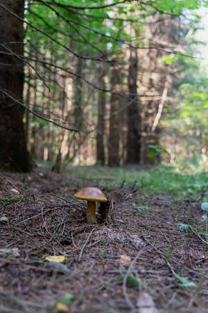 Boletus mushroom next to young green spruce, coniferous forest, summer sunny day. Natural background