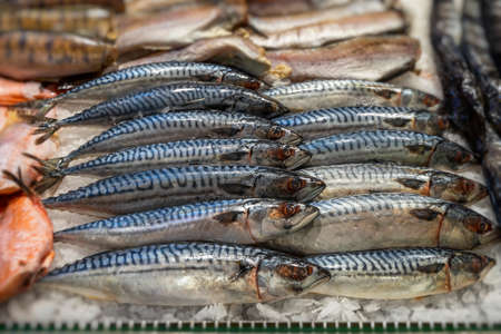 Fresh mackerel fish on ice at the seafood market, showcases of seafood market. Soft focusの写真素材
