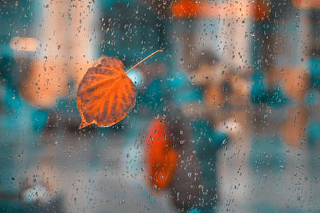 View through glass window with rain drops and one red fallen leaf on glass. Abstract background of...