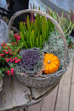 Autumn decor, wicker basket with fresh pumpkin, plants and berries. Harvest holidays, Thanksgiving Day, Halloween, harvest concept. Colorful backgroundの写真素材