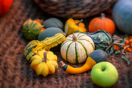 Assorted of organic natural colorful pumpkins. Symbol of harvest, Thanksgiving, Halloween. Rustic...