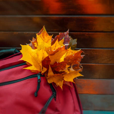 Bouquet of autumn colorful maple leaves in a bag pocket. Romantic fall mood conceptの写真素材