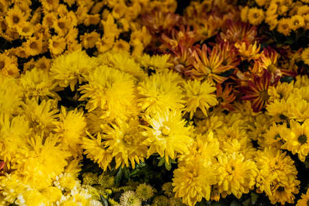 Rich choic of colorful chrysanthemum. View from above. Natural background. Selective focus.の写真素材