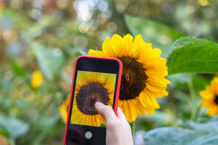 Smartphone in the hands of a girl making a bright photo of bright sunflower closeupの写真素材