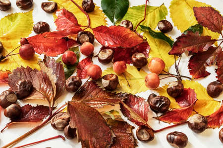 Autumn background with bright colorful fall leaf, chestnuts, berries, flat lay, top view.の写真素材