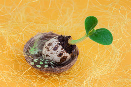 Quail egg with sprouted green seedling in nest. Bright background. New life, birth, spring and Easter conceptの写真素材