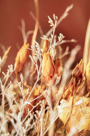 Dried wild flowers and dried grass close up, blurred background
