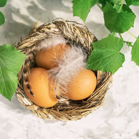 Easter eggs in nest, feathers and sprouted green seedling on light background in sunny day. Top view