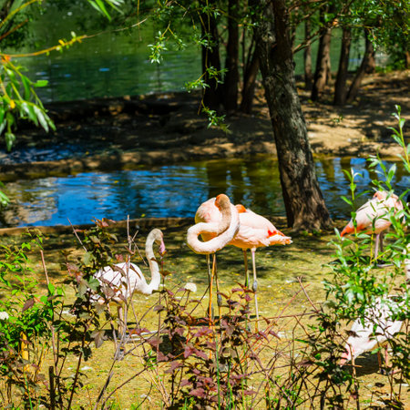 Group of flamingos resting among lush vegetation of lagoon on summer sunny dayの写真素材