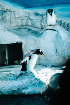 Penguin active life style. Antartic background, snow and ice. Selective focusの写真素材