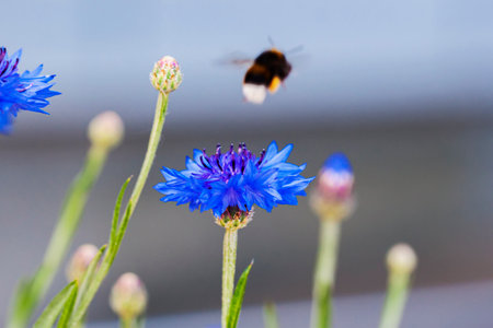 Bright flower knapweed in meadow close-up and flying bumblebee, selective soft focus. Concept...