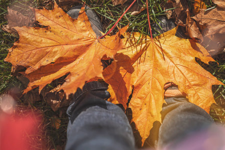 Fallen maple leaves on boots, bright autumn day, leaf fall concept, walk, moodの写真素材