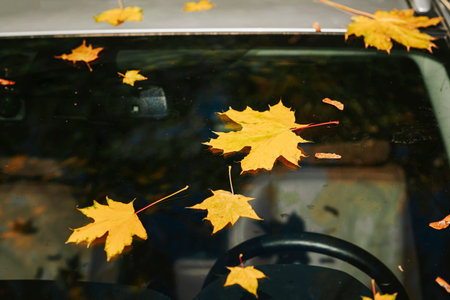 Autumn, bright colorful maple leaves stick on windshield of car, leaf fallの写真素材