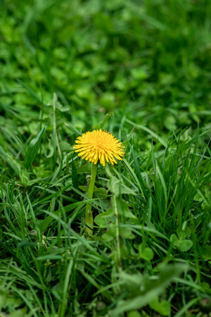 One flowering yellow Dandelion flower in green grass, selective focus. Natural background. Spring,...