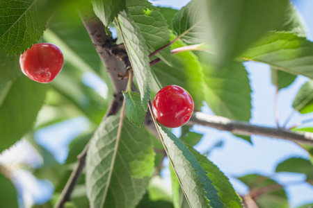 Close up ripe sweet cherries hang on tree. Natural vitamin Harvesting. Agriculture backgroundの写真素材