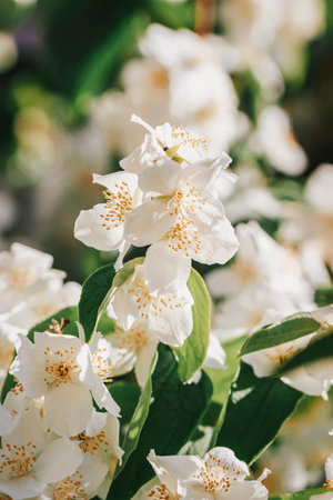 Closeup jasmine branch. Natural background, spring summer conceptの写真素材