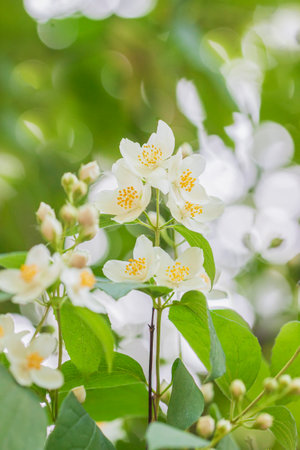 Flowering European pipe shrub, Philadelphus coronarius in sunny day, selective focusの写真素材
