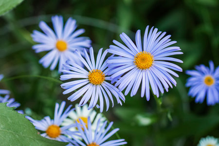 Blue daisy Felicia heterophylla closeup, top view, delicate purple chamomile with yellow stamensの写真素材
