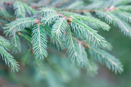 Christmas tree in nature. Green spruce close up, spring tree branckes, pale teal color. Seasonal natural backgroundの写真素材