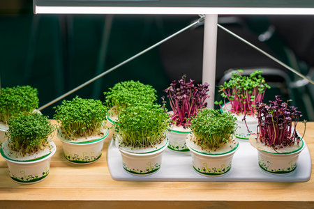 Seedlings grown at home for food. Fresh microgreen sprouts. Edible plants, for healthy life and vegan eatingの写真素材
