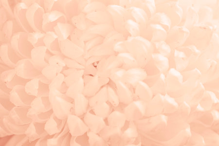 Peach color chrysanthemum, natural pattern, pastel texture, organic design backgroundの写真素材