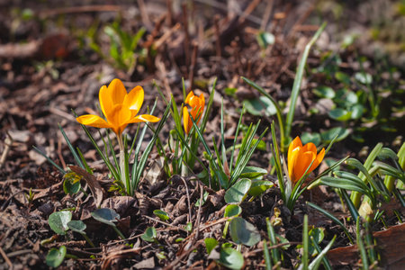 Delicate fragile orange crocus sprouts among last years dry fallen leaves