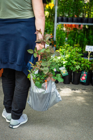 Rear view of a man with rose seedlings for a garden at a plant market. Gardening, spring, hobby...