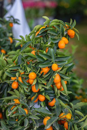 Fresh kumquat fruits on the tree branchの写真素材