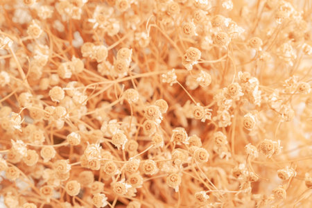 Dried flowers, natural autumn backgroundの写真素材