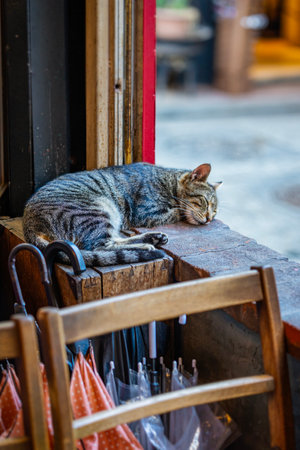 A short-haired tabby cat rests peacefully on a windowsill next to umbrellas in cafeの写真素材