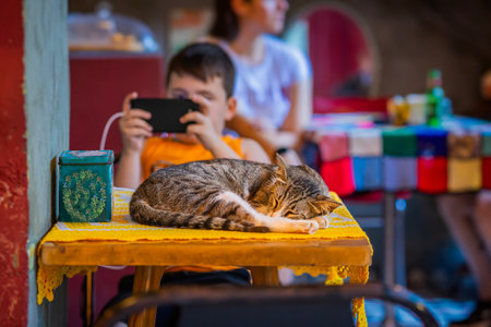 A sleeping cat on a table while a child is engrossed in phone in a vibrant cafe settingの写真素材