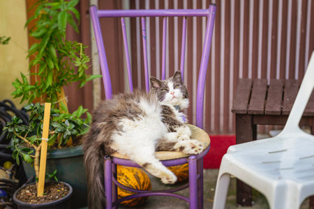 A lazy fluffy cat makes himself comfortable on chairの写真素材
