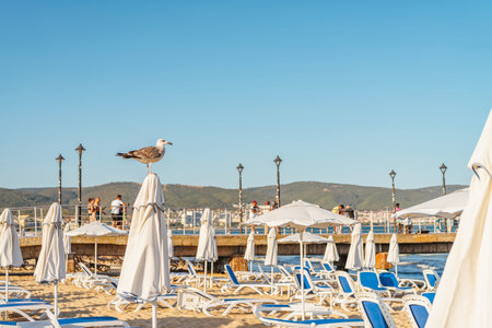 A seagull perched on a closed beach umbrella overlooking a sunny beach with empty sun loungers and a pier in the backgroundの写真素材