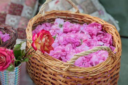 Rosa damascena. Wicker basket filled with pink rose flower petalsの写真素材