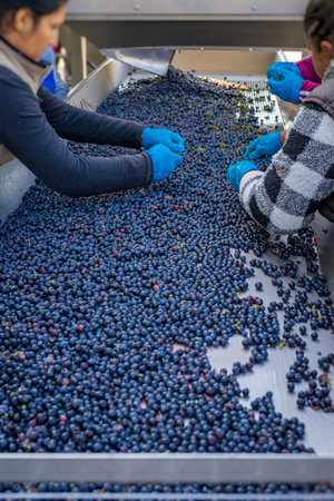 Workers sorting grapes by hand on a conveyor during winemaking process