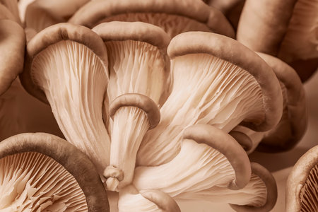 Close-up of fresh oyster mushrooms with detailed gills close-upの写真素材