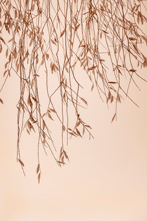 Brown gracefully branches with slender stems and leaves on beige backdrop, minimalist backgroundの写真素材